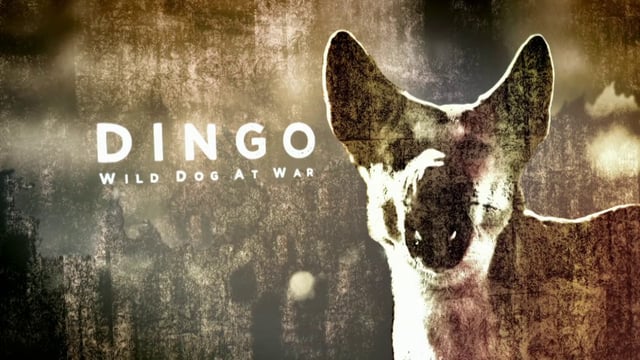 Dingo: Wild Dog At War
