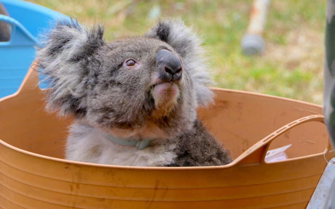 ON AIR: Koala Rescue on Nippon TV in Japan – Monday 27th July
