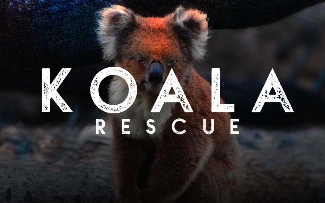 Koala Rescue